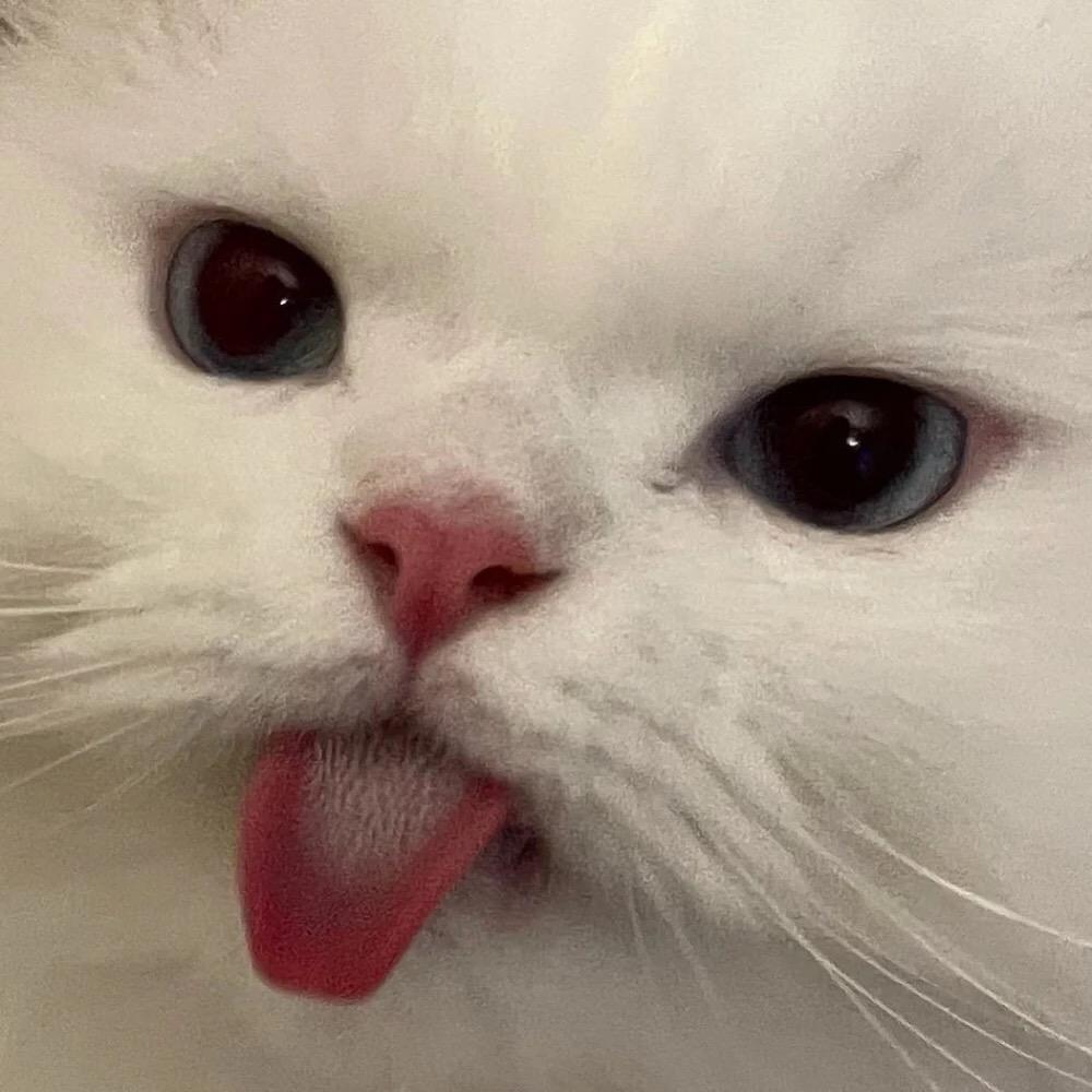 橘子hen好吃🍊