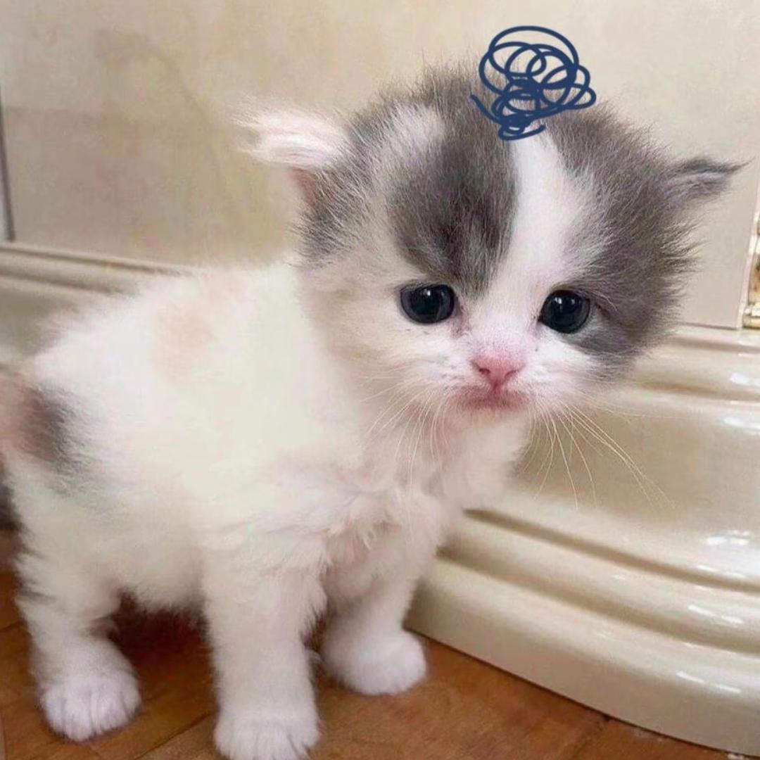 小猫机