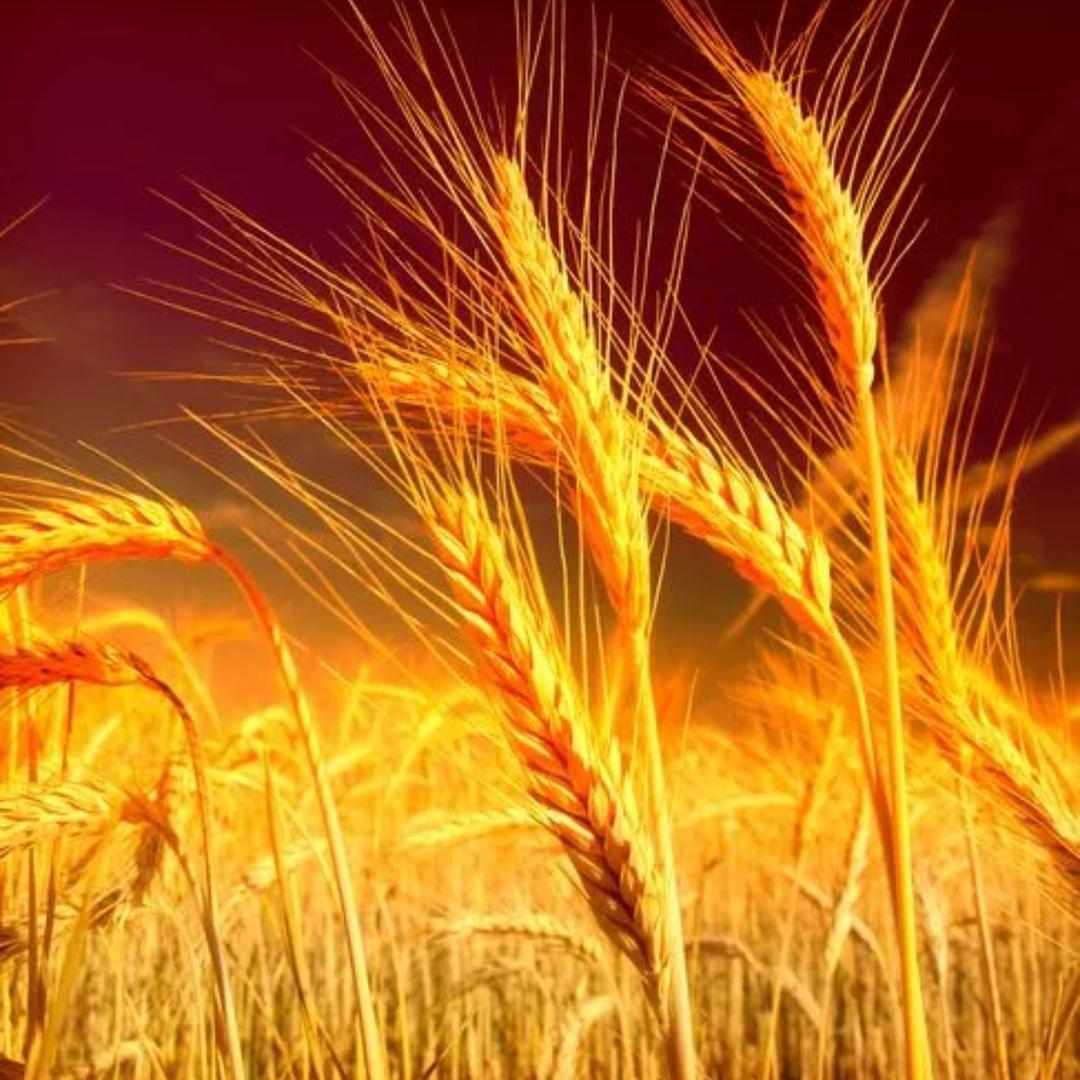 五只白鹅女裤(1号店)