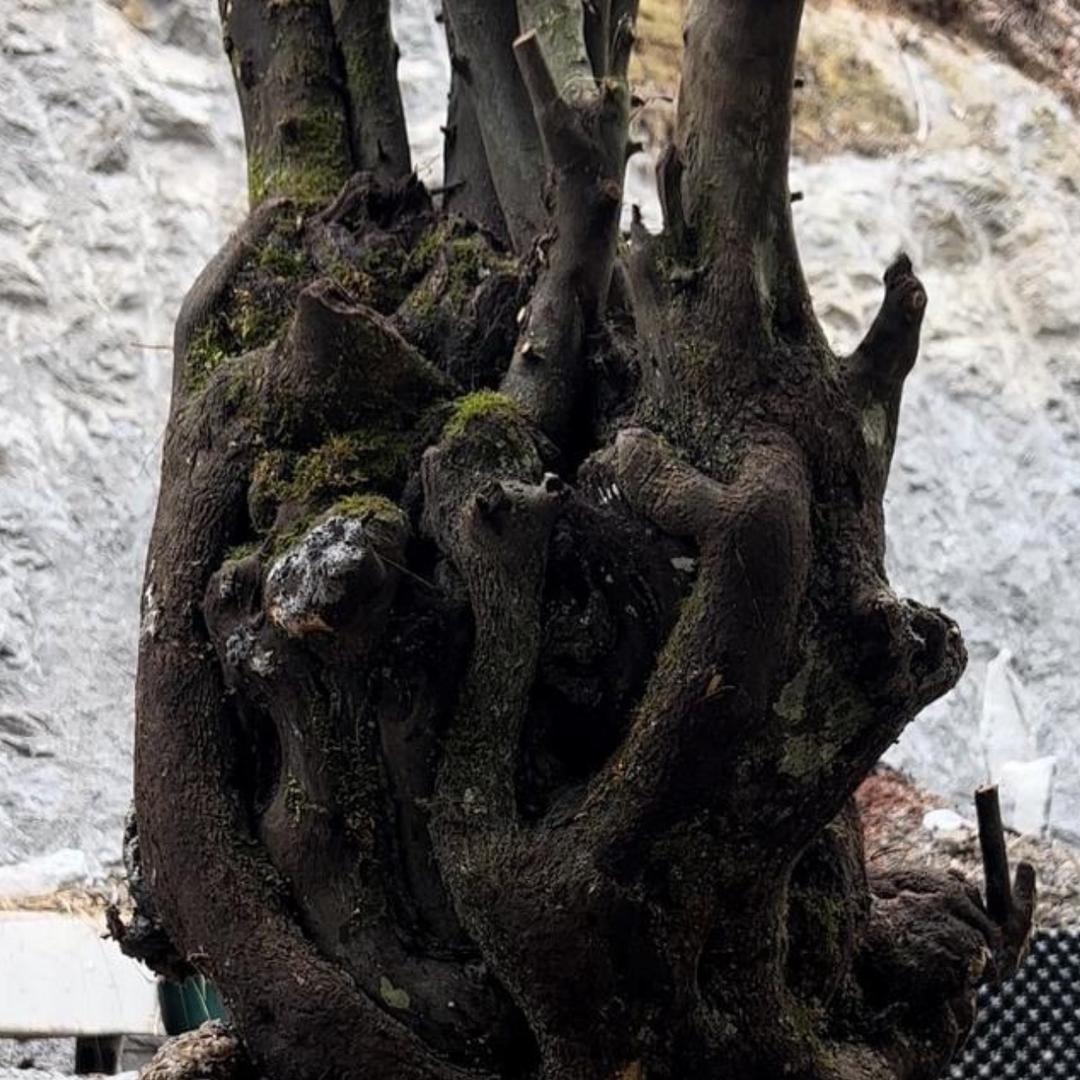 @聚贤山桩（二表哥）