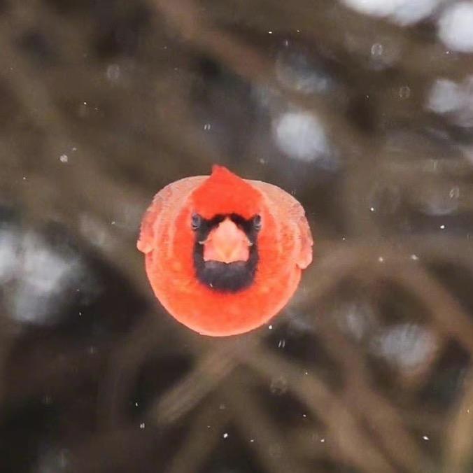 电影《爱鸟小学》发布号