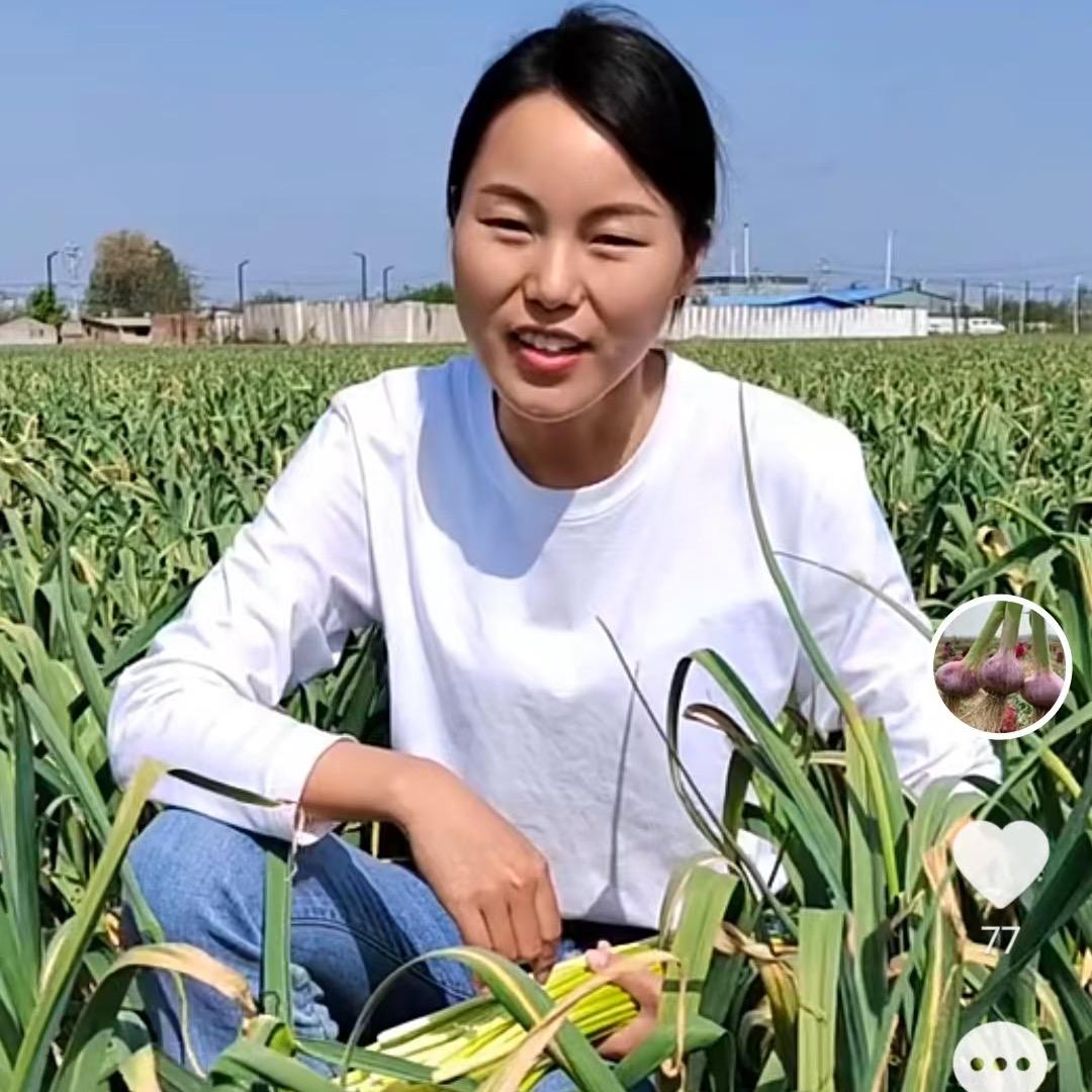 淮阳小南（蒜种批发）