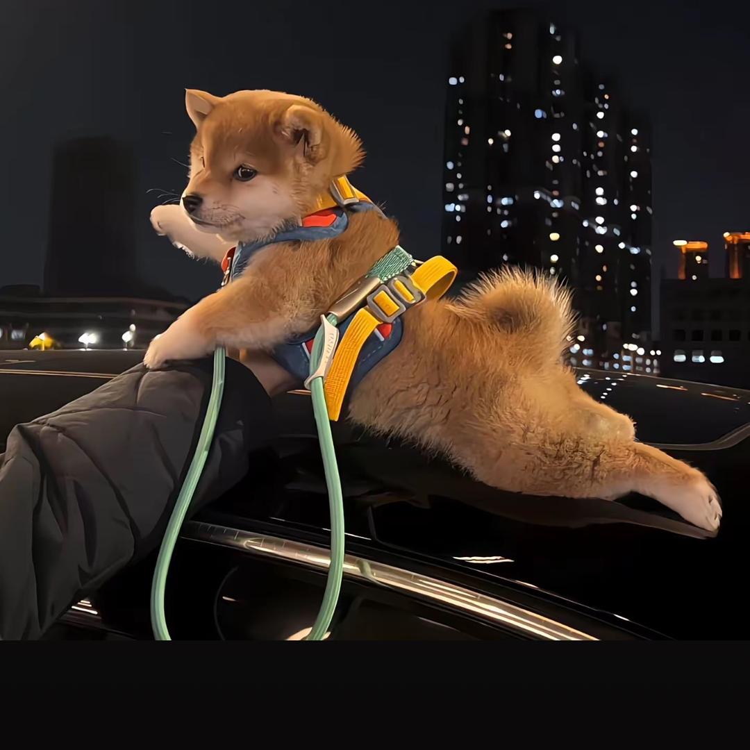 江畔出月