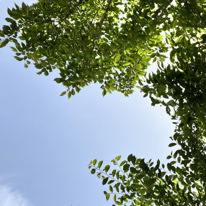 莓脾汽