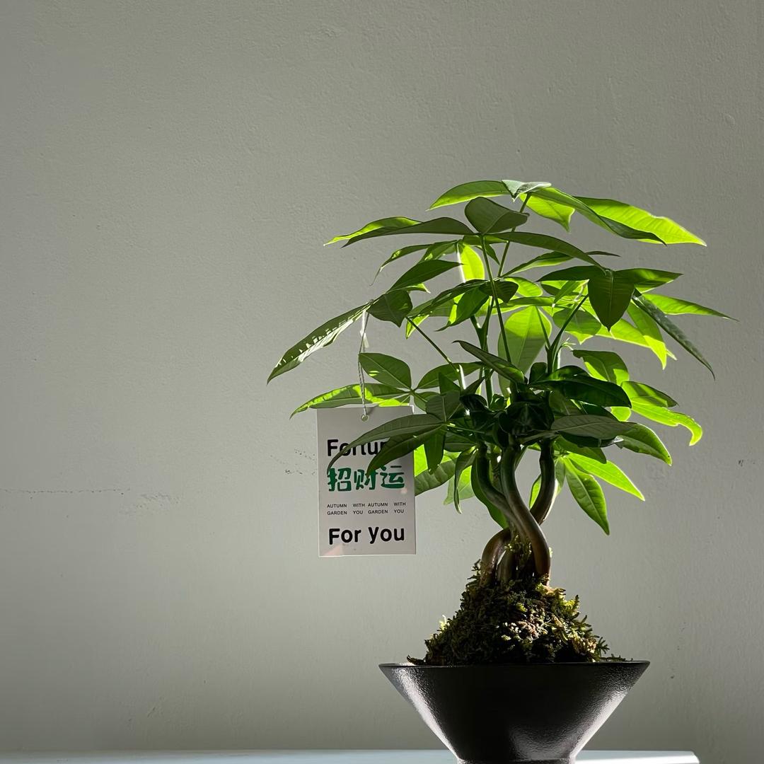 在开江卖绿植的小张🪴