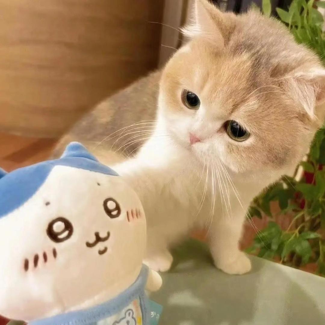 🐼小猫没猫饼🍃