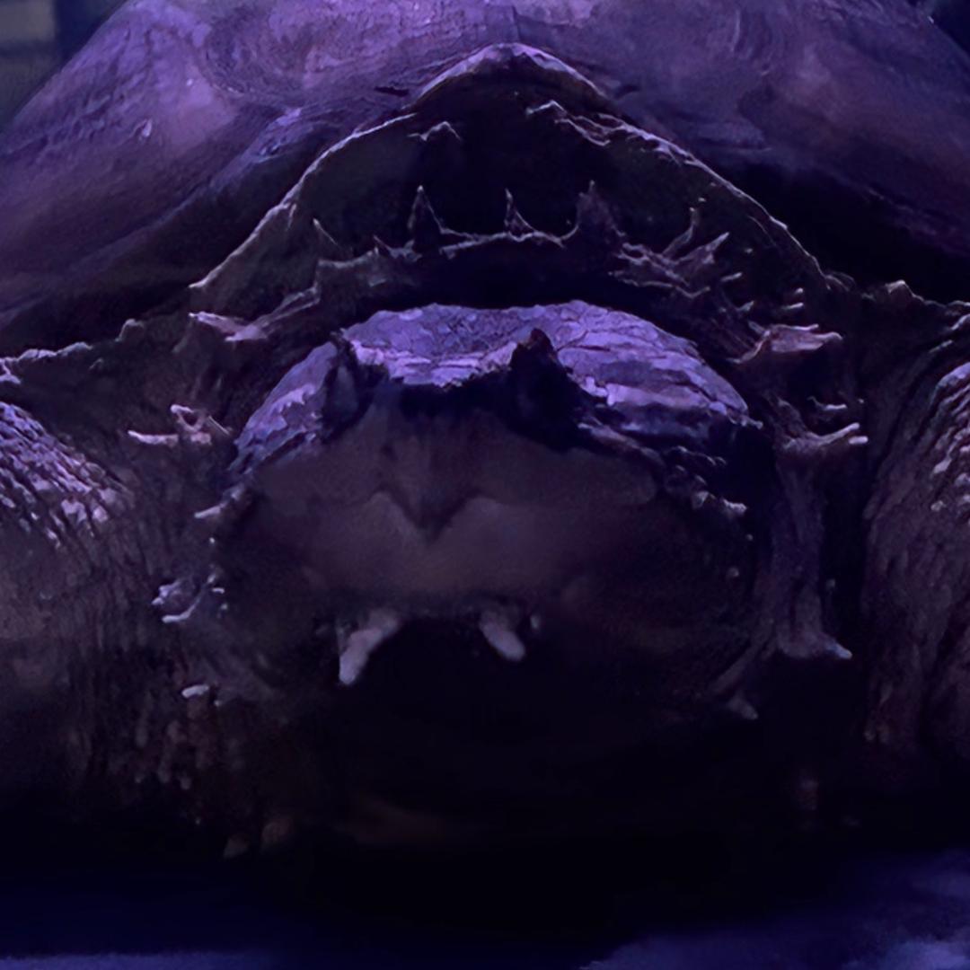 法老🐢中美拟鳄龟
