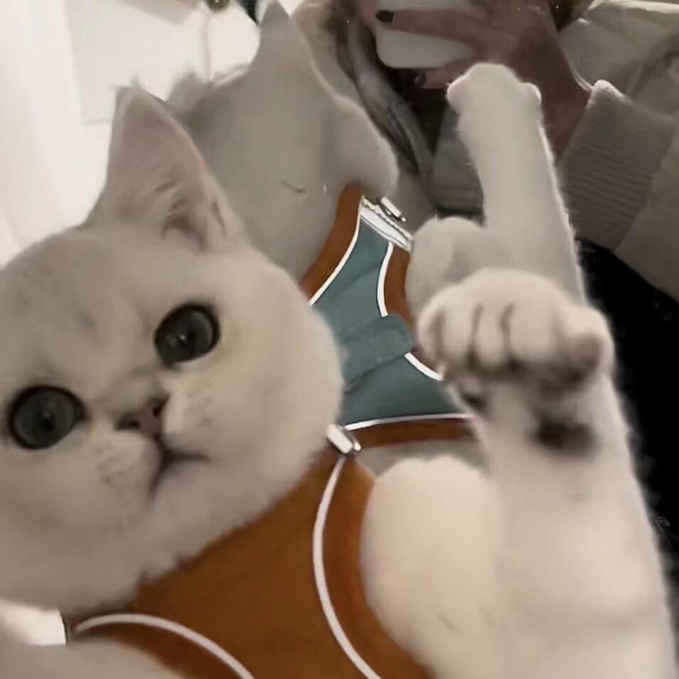 一只幸运猫