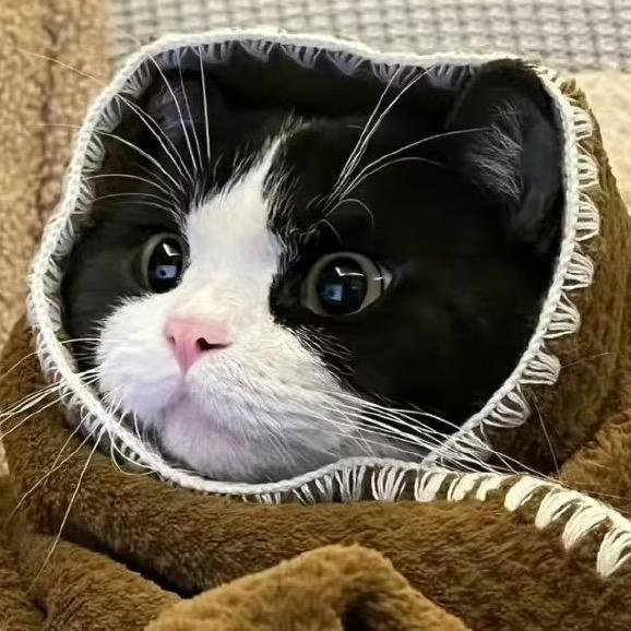 Hit主任