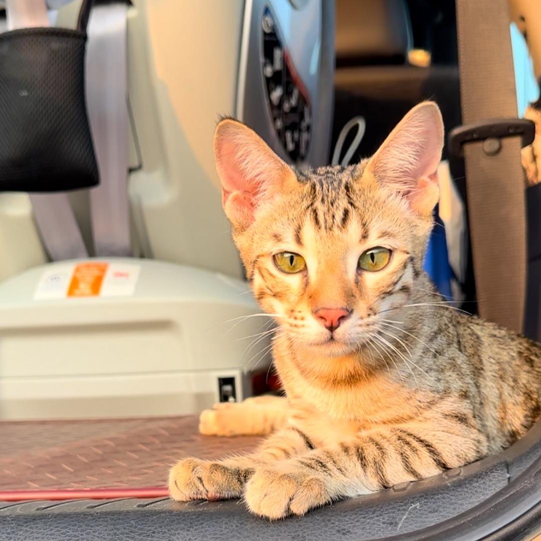 杉的猫🐱