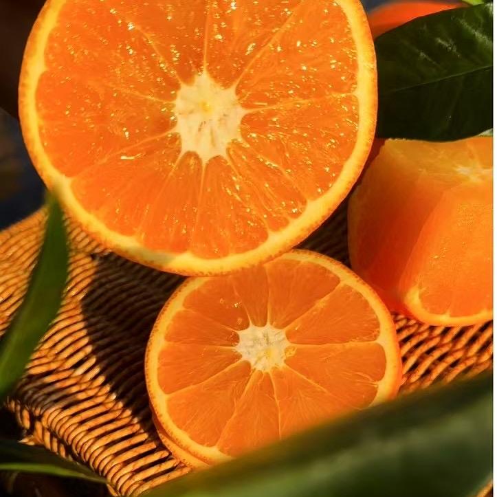 垚垚领鲜 奉节脐橙