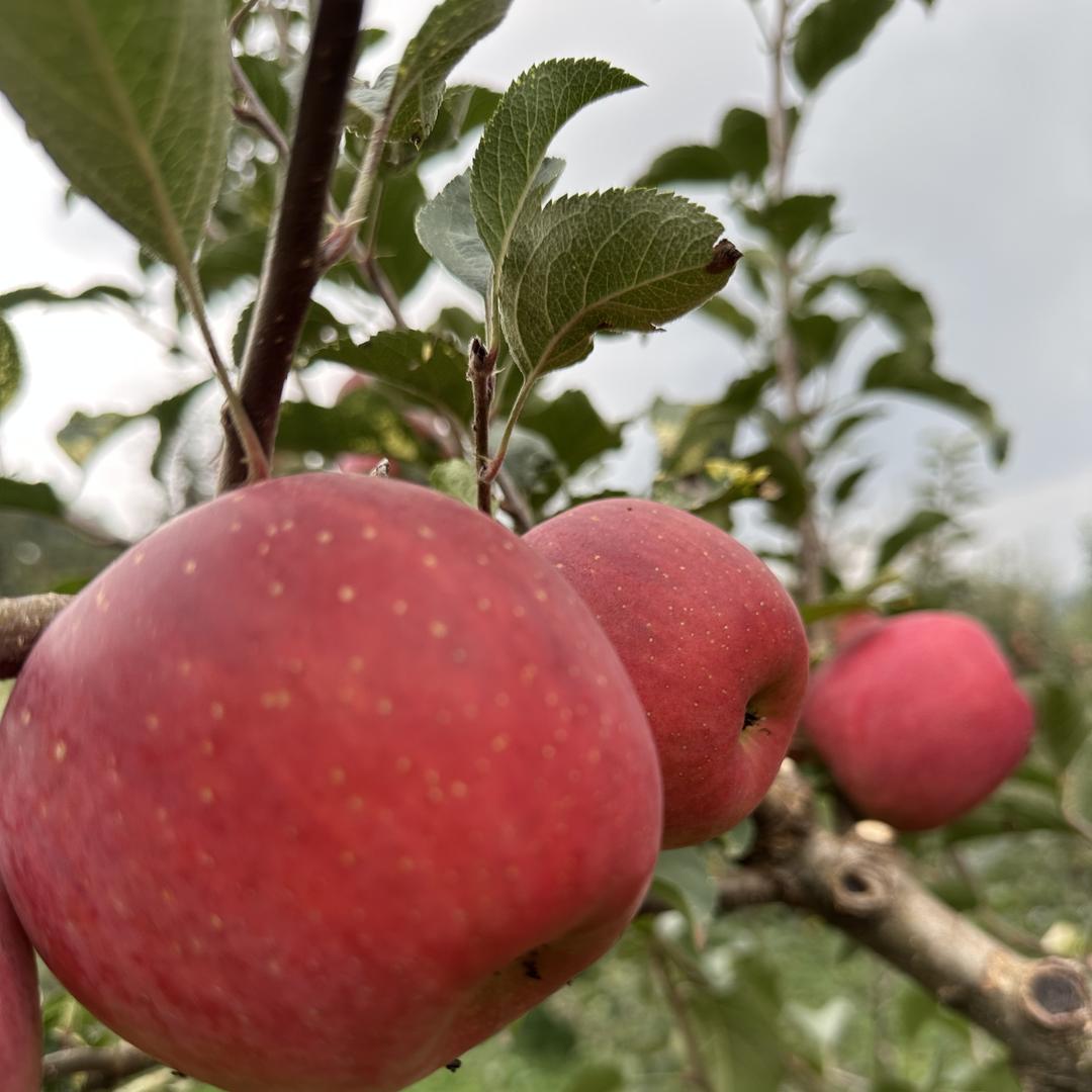 果果香昭阳区新鲜水果铺子