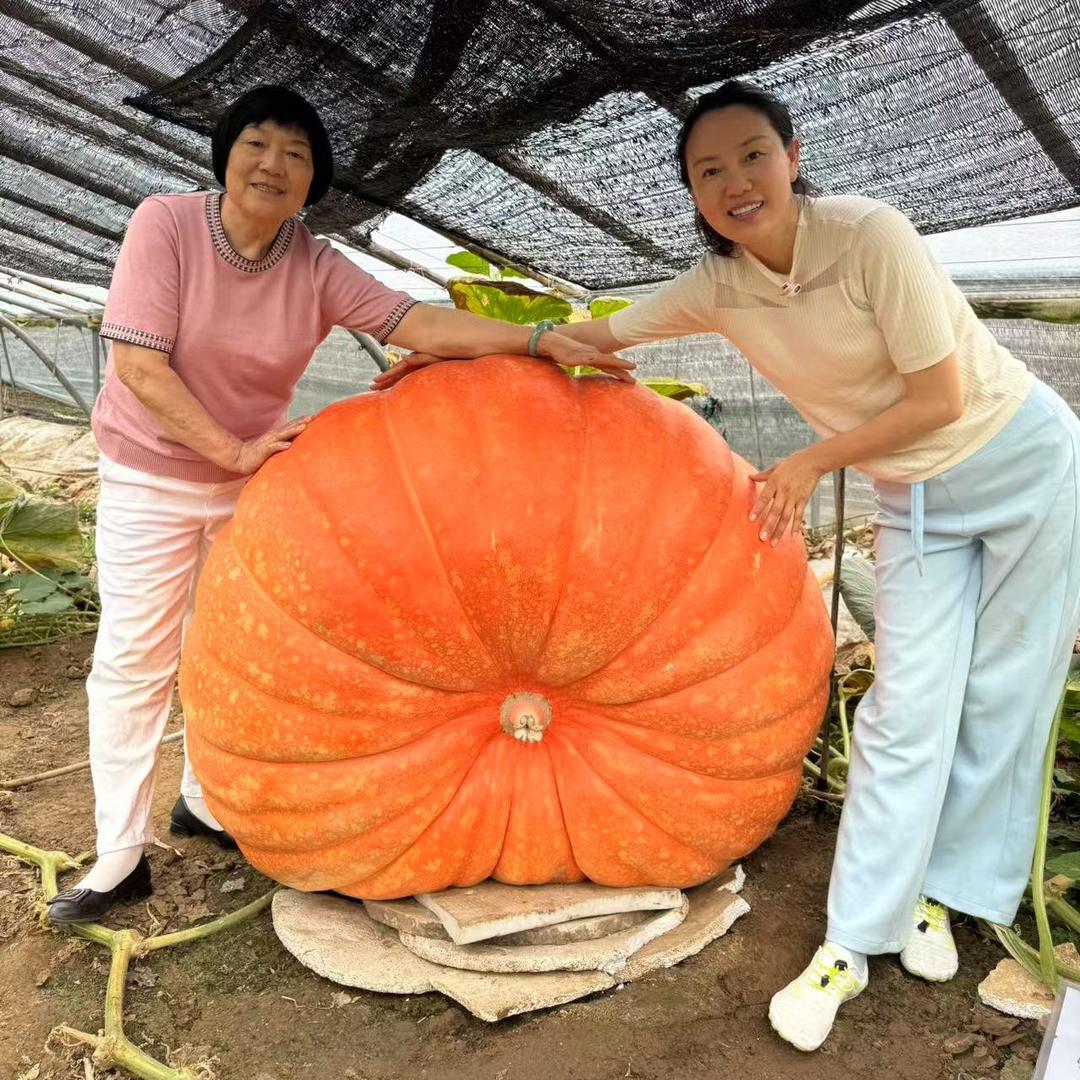 羽衣皇后~皱叶菜