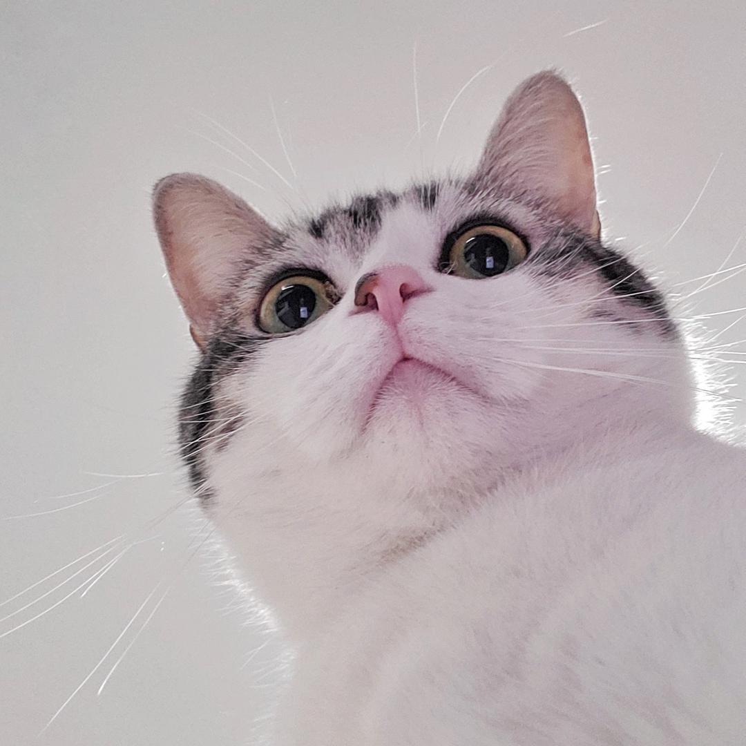 小胖子的便当日记