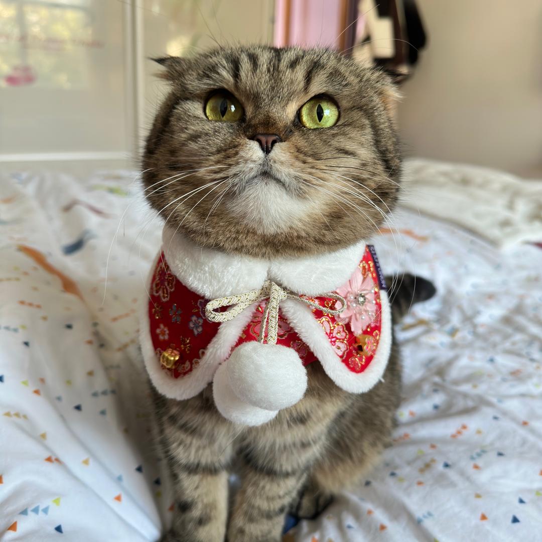 五百万是只喵🐱