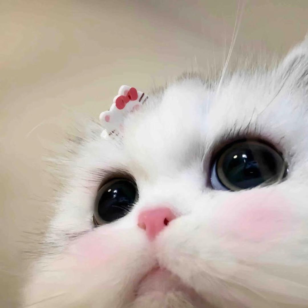 ૮₍ ˃ ⤙ ˂ ₎ა