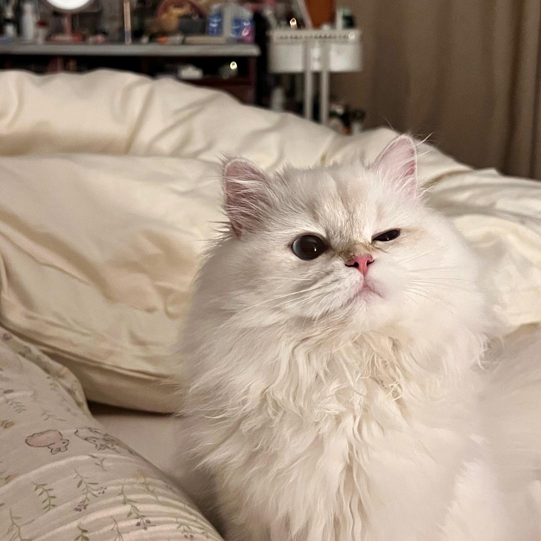 我的id是笨蛋美女