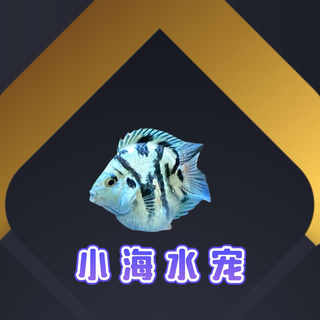 小海水宠 桃心迷你鹦鹉