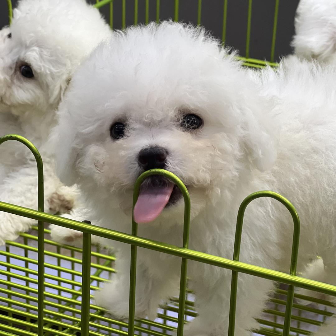 峥嵘犬业