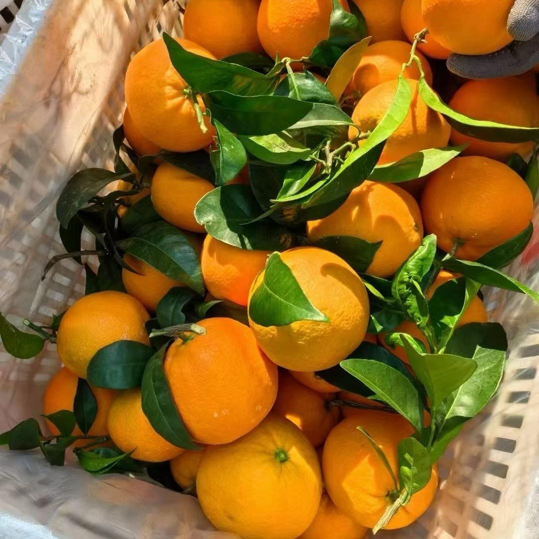 鲜果园  奉节脐橙