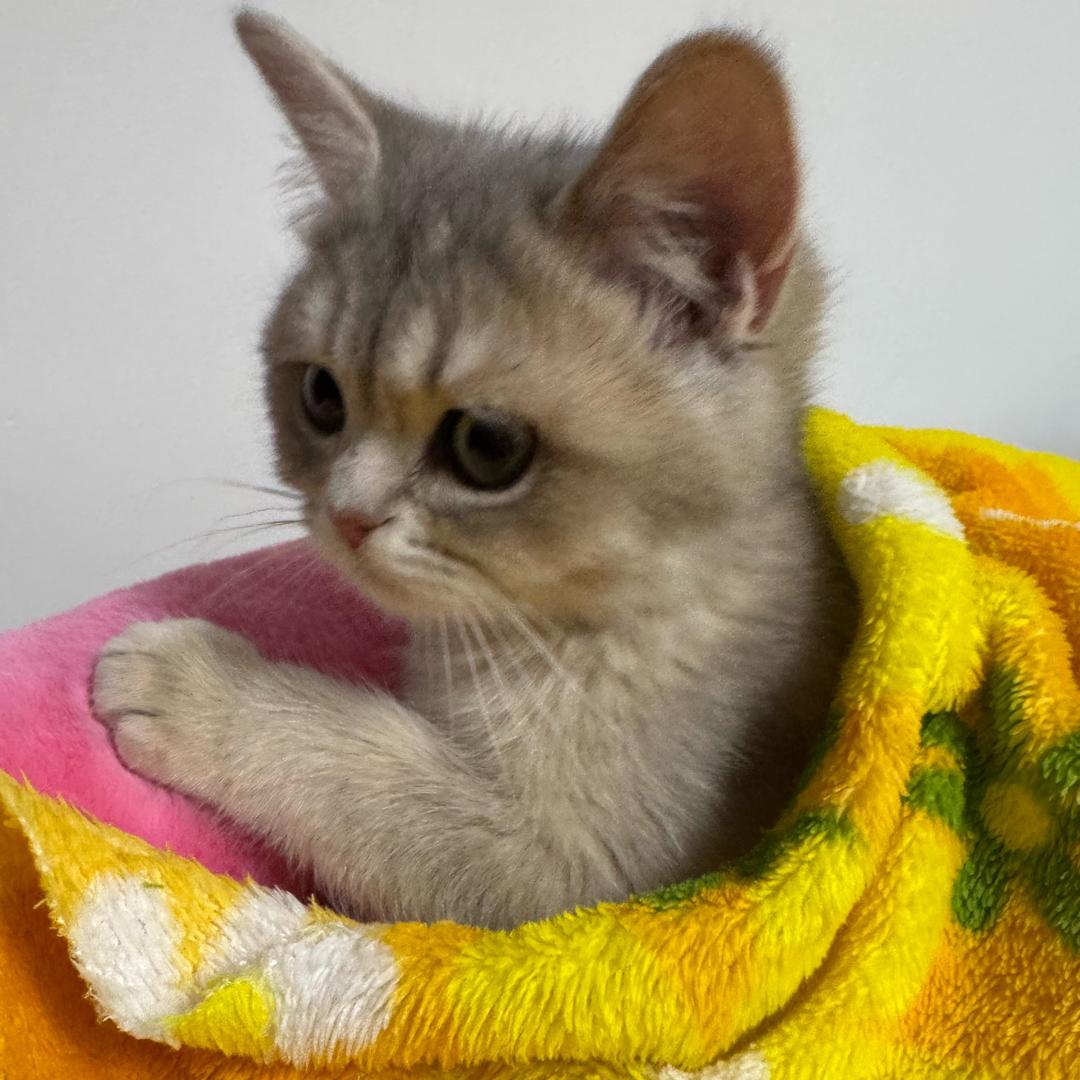 Leo是只小馋猫