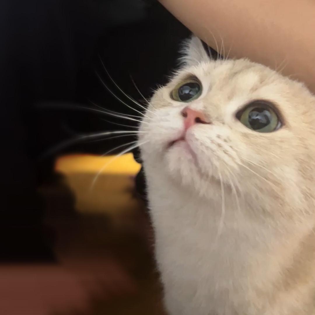 小小鲨