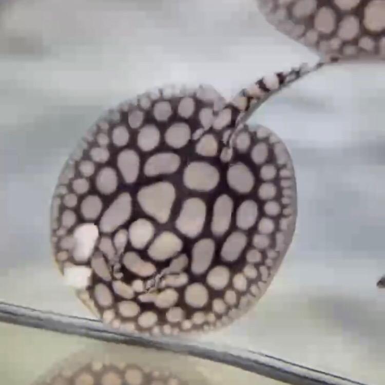 A超鴻魟鱼男神魔神观赏鱼