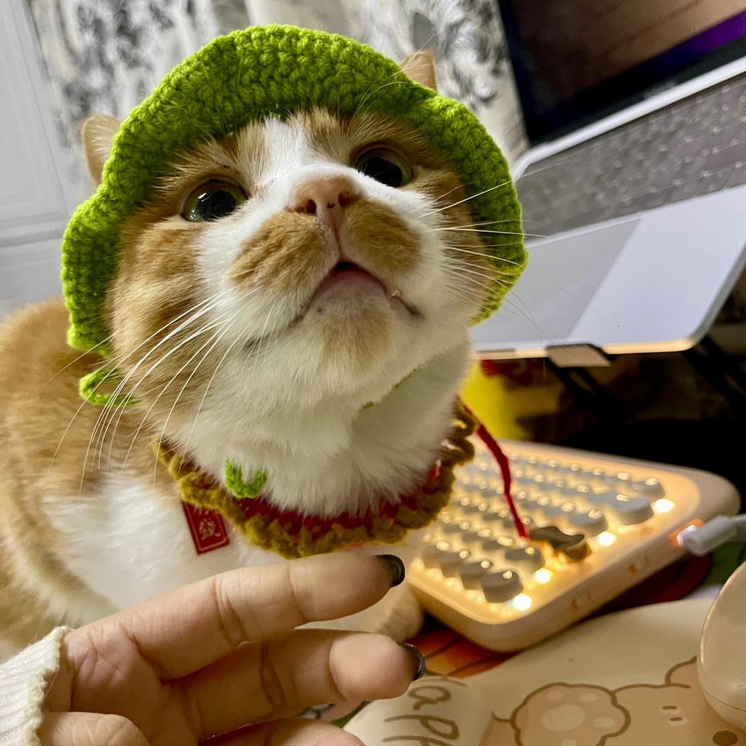小金的猪咪🐱