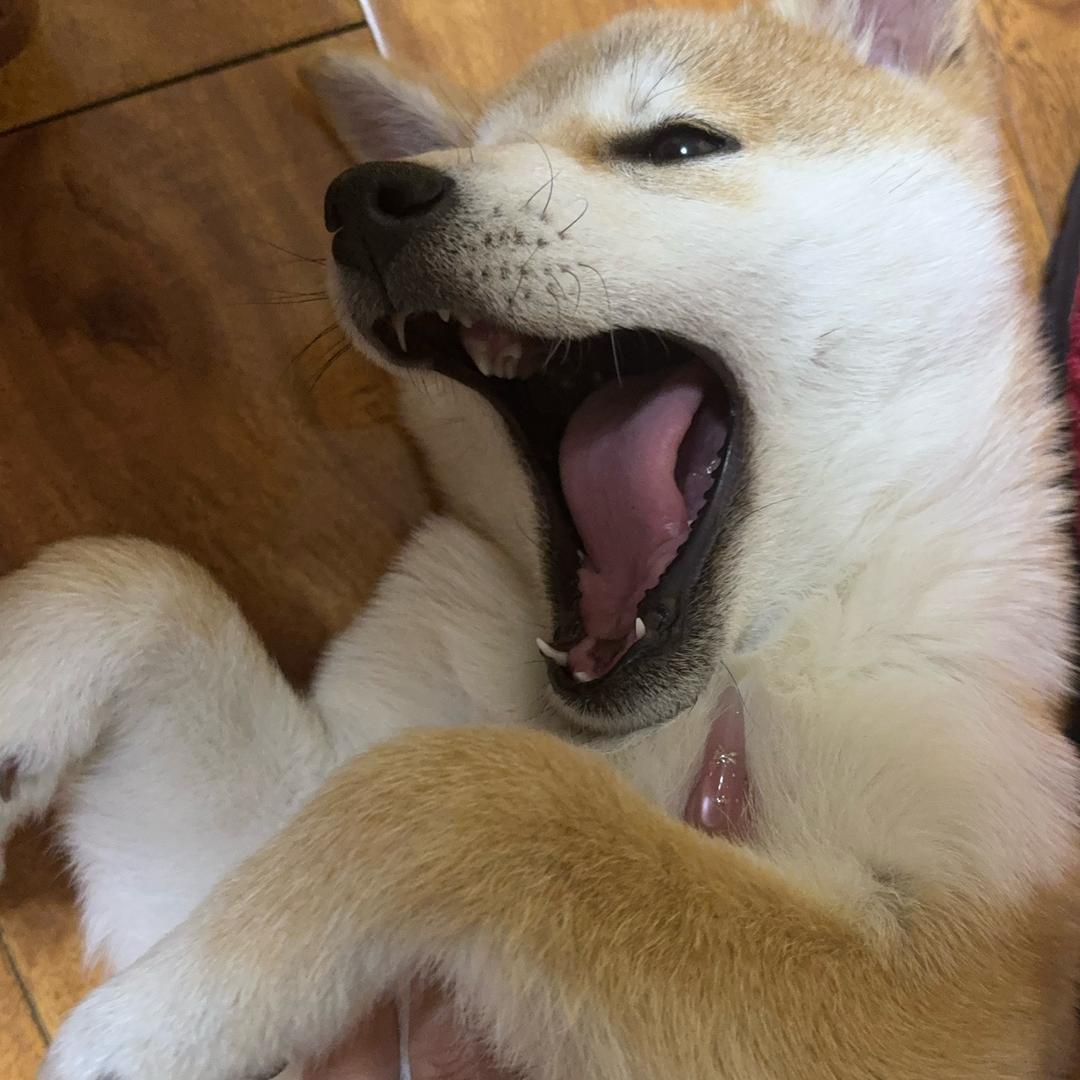 小柴茉莉的日常