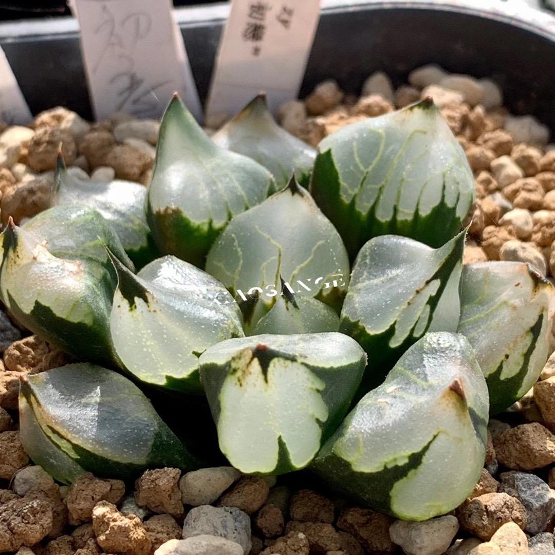 叁哥探花