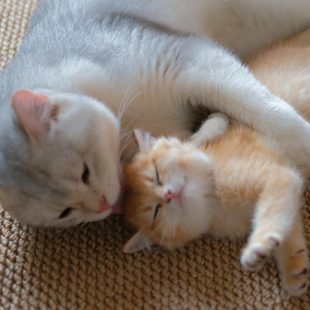 花花姨和金豆妈🐈🐈