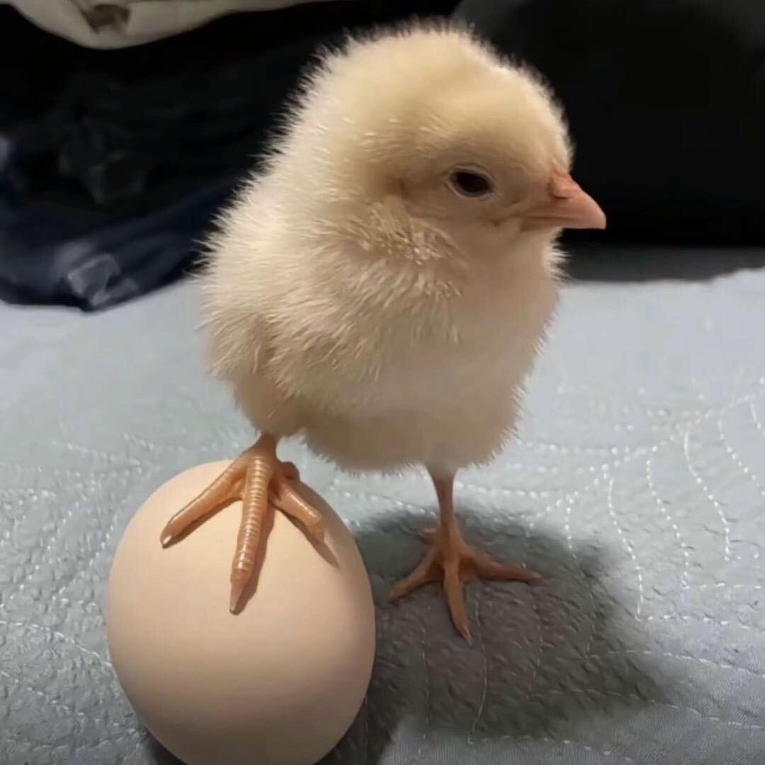 小🐣