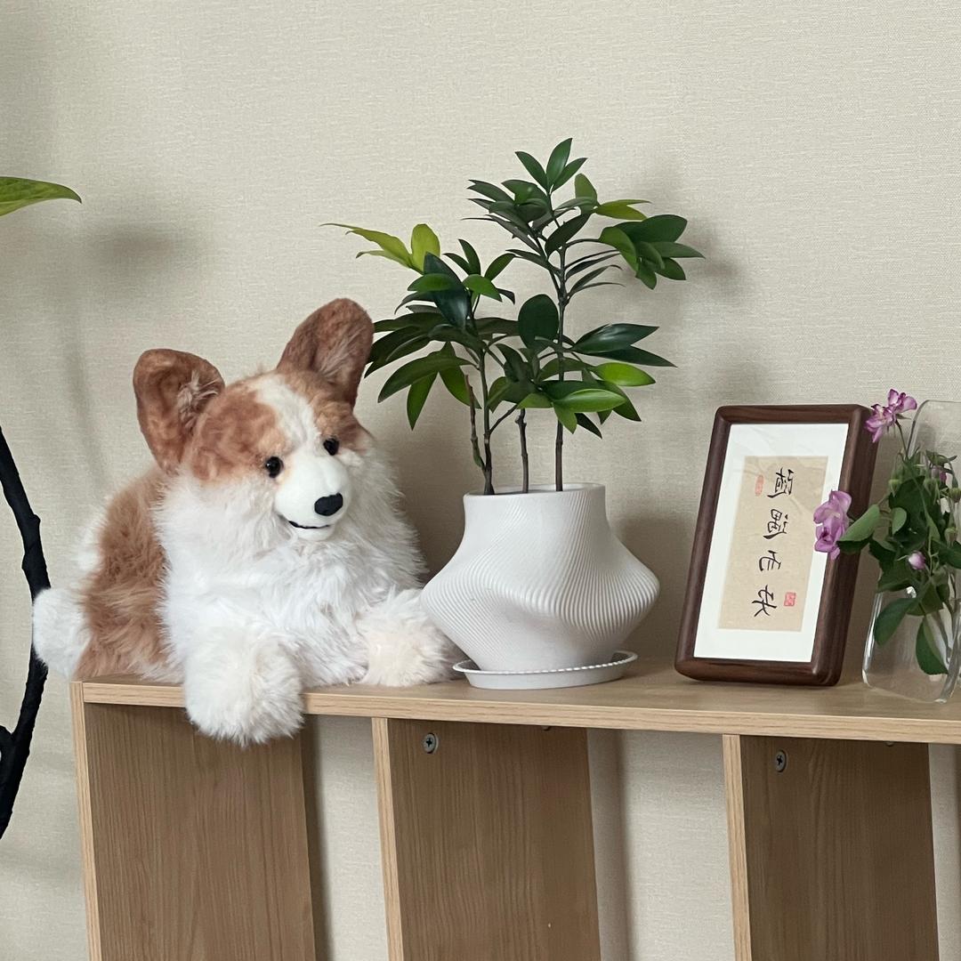 菲菲惊喜社二号