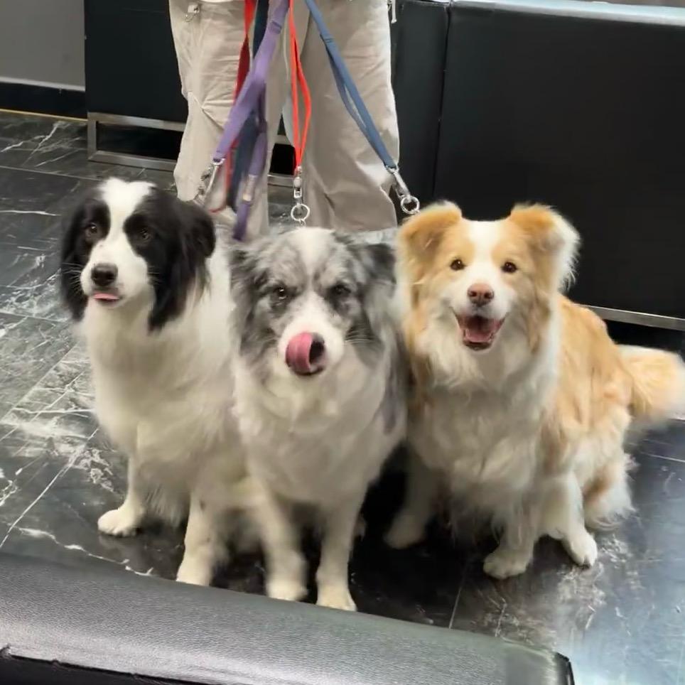 名犬汇优选边牧-安卡
