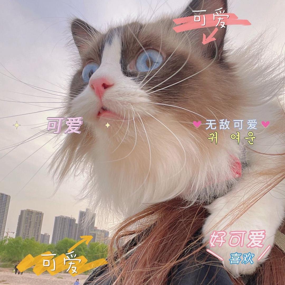 轻歌懒洋洋
