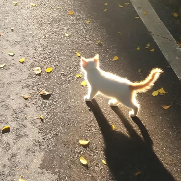 小猫饼干