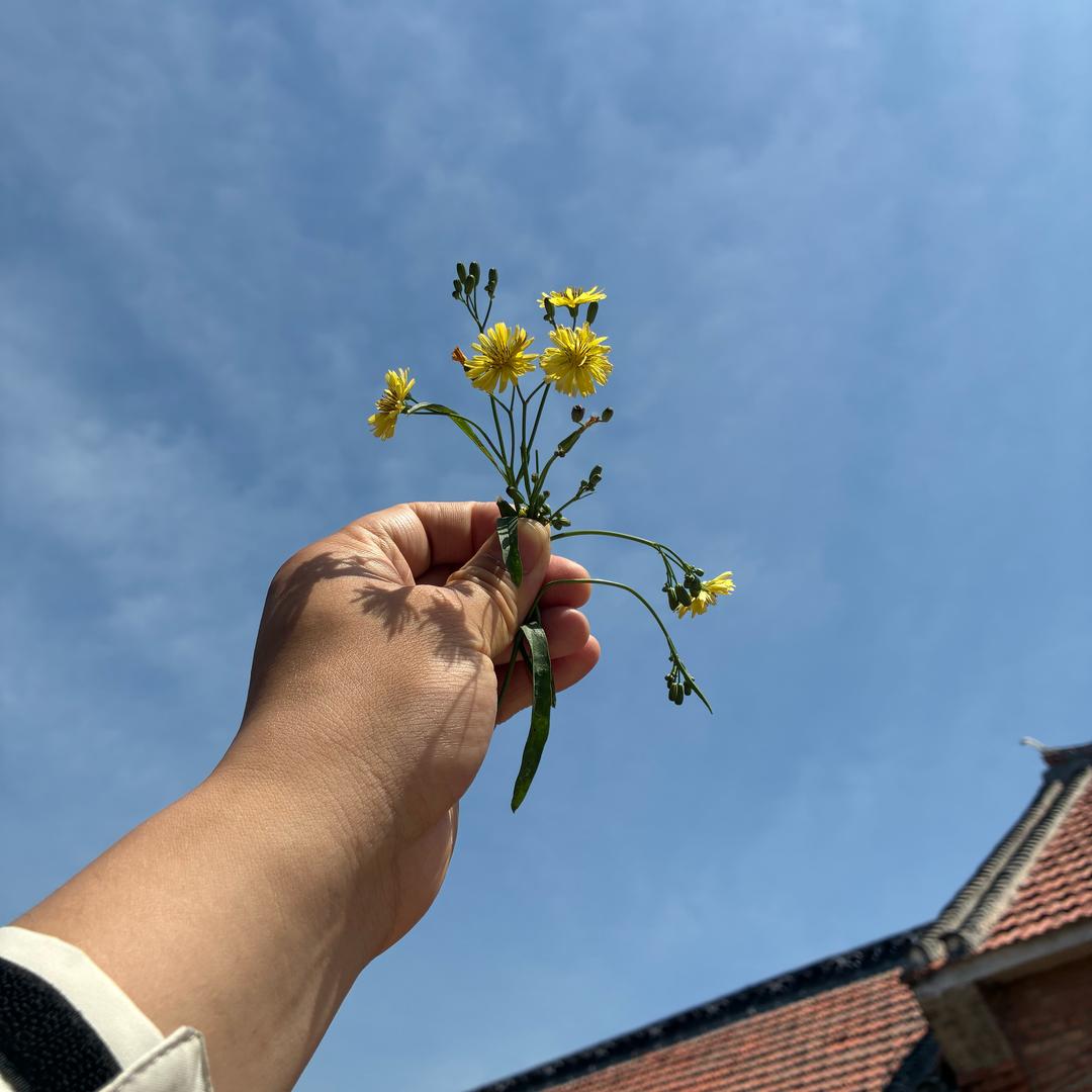 向天微笑的小草