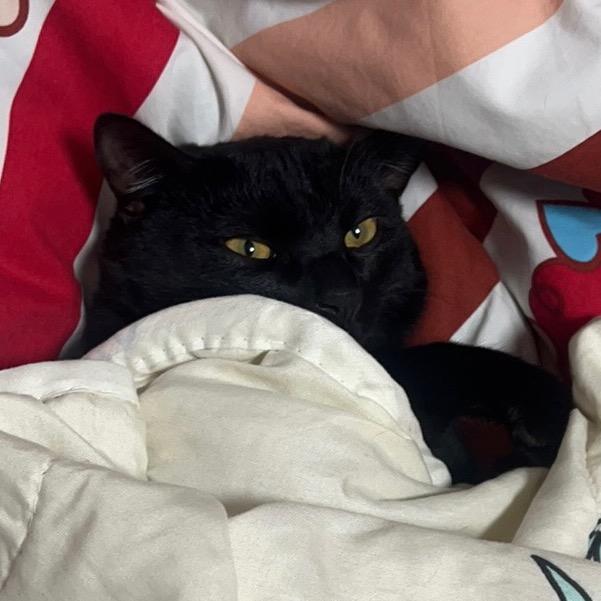 芝麻糊是只猫🐈‍⬛