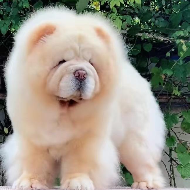 鑫升松狮犬舍