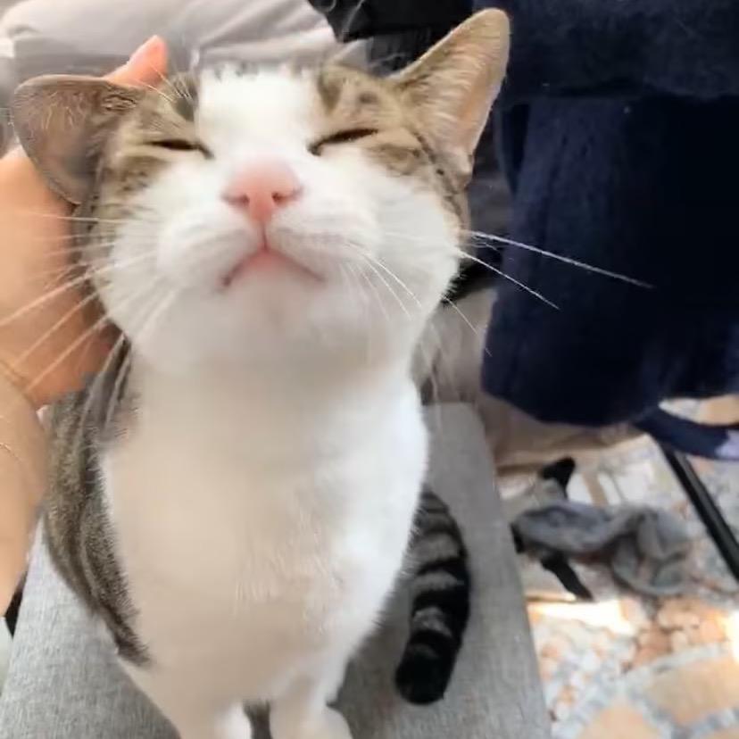 空腹小星河