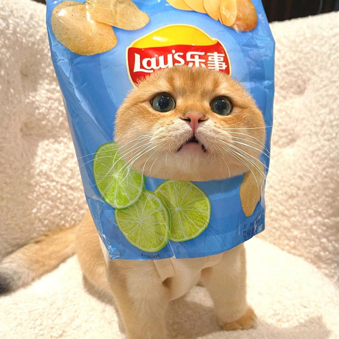 夏夏夏