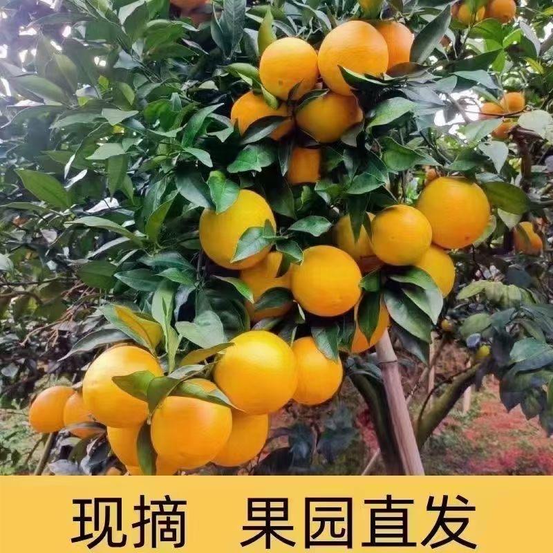 好运常在