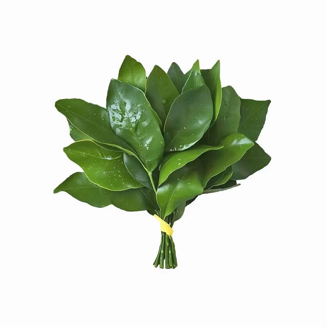 今天不摆烂