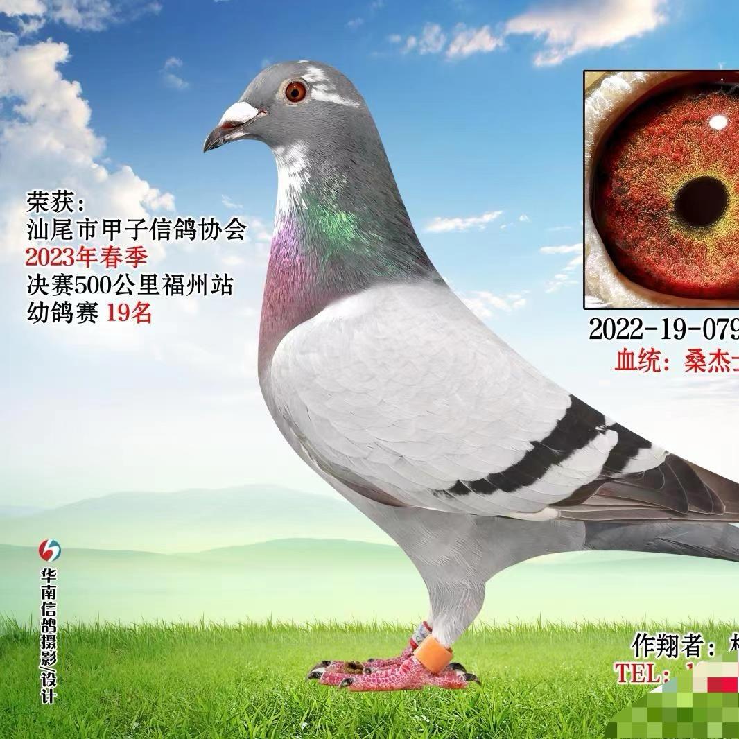 联友赛鸽