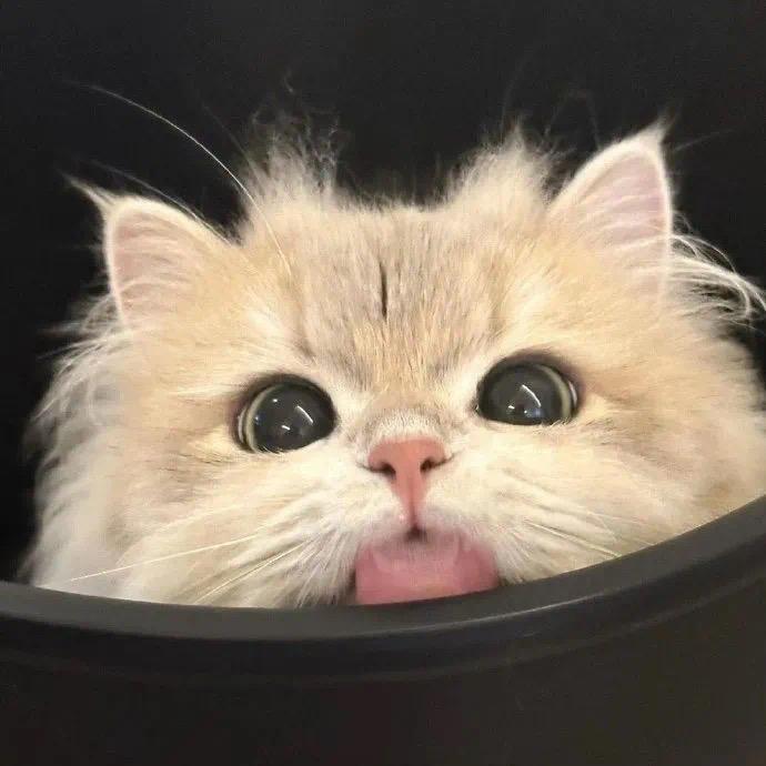 麦芽糖