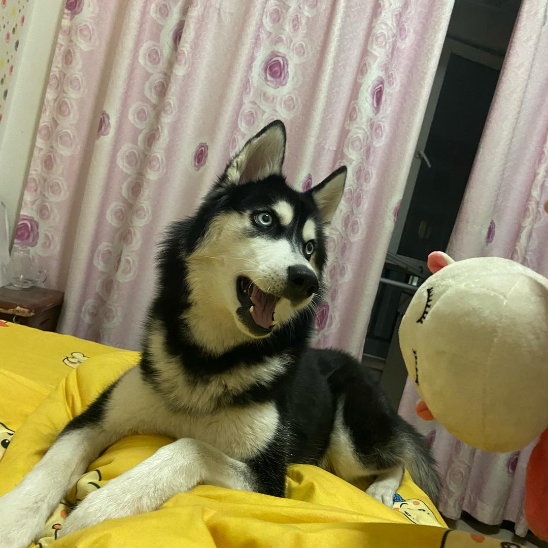 阿尔卑微小申
