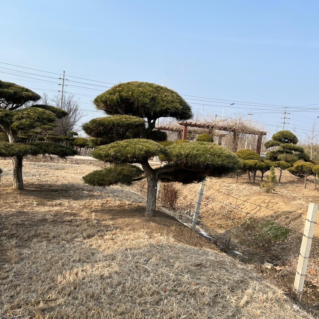千川黑松