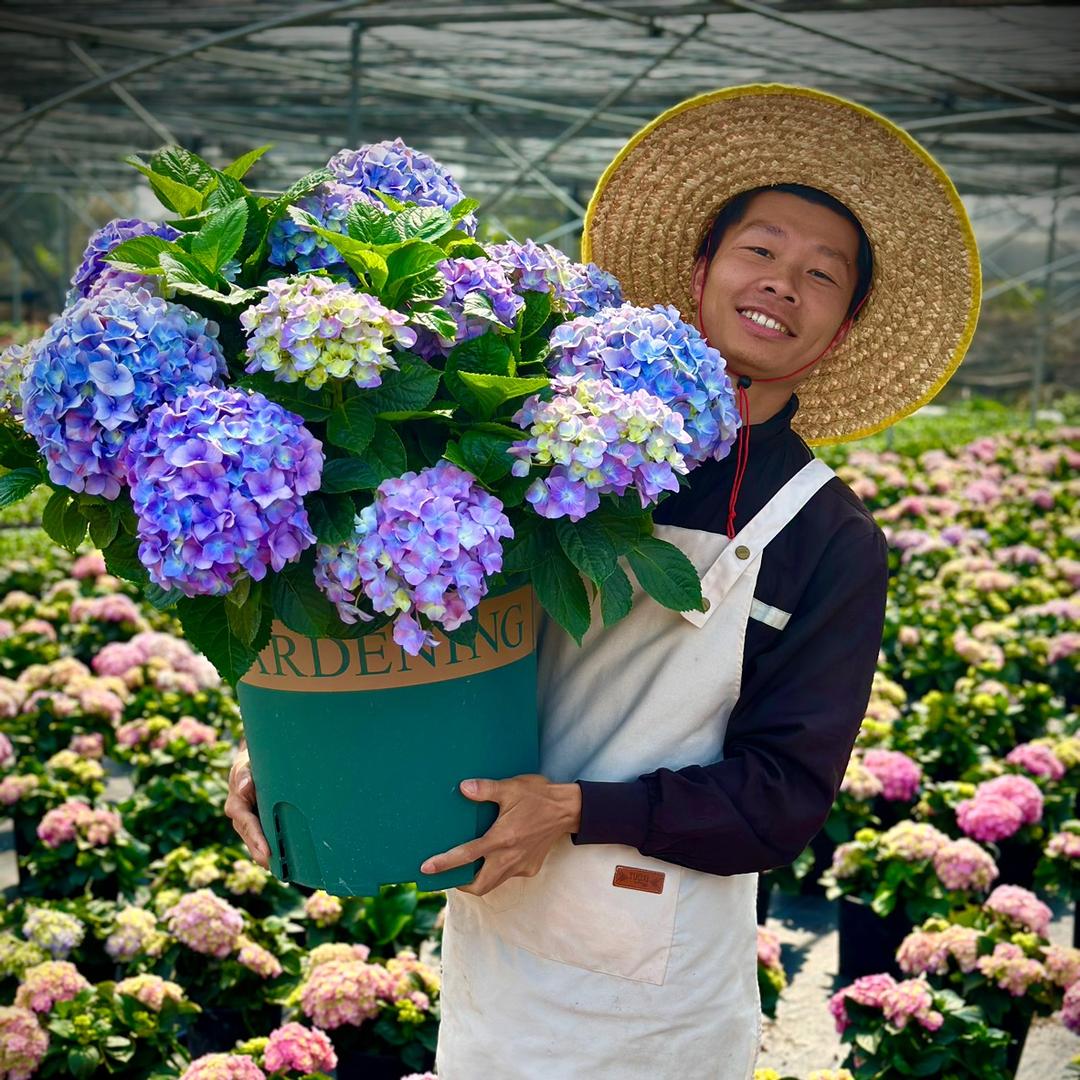 青松绿植