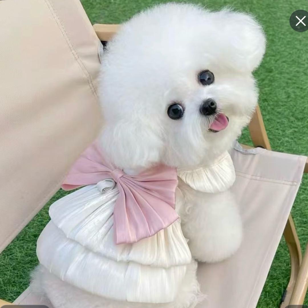 比熊