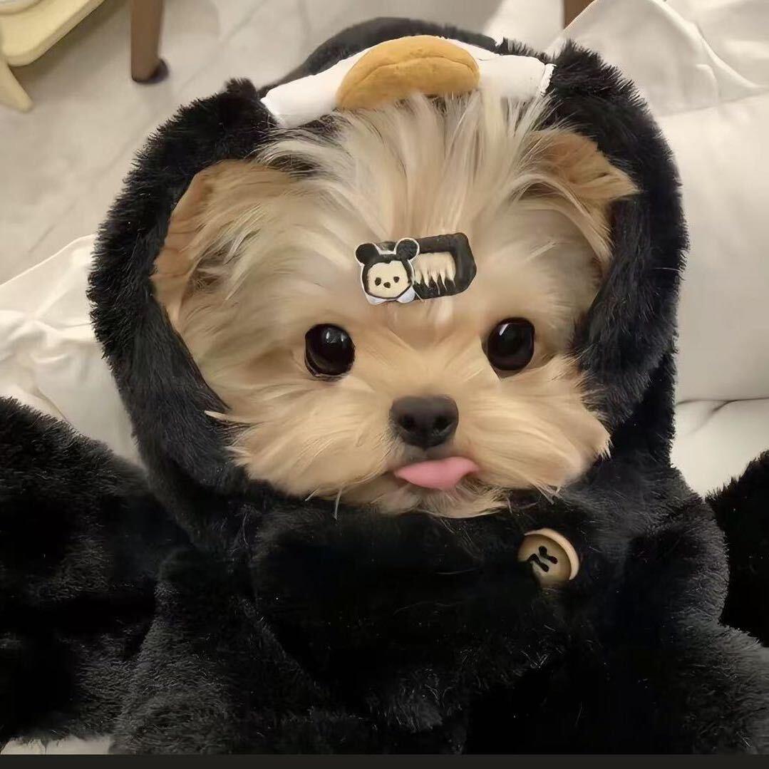 ༺༂和弦外音༂༻